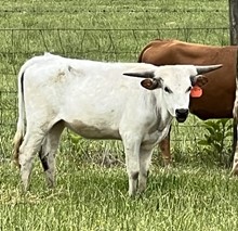 Open Range  