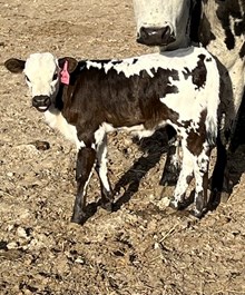 Buddy Girl Heifer