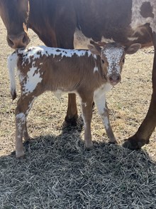 Taboo Heifer