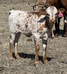Cobblestone Heifer