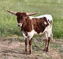 GOLDEN COWGIRL CRL