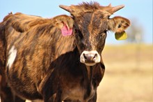 2022 Sweet Dawn Bull