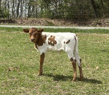Dusty X Respectable Sam heifer