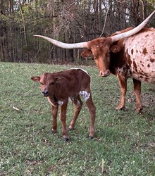 M7 Pacific Dusty X Her Trust Stands Out Bull Calf