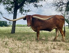 FL RED-HEADED STRANGER