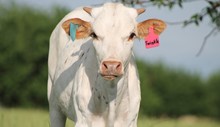 2020 Twinkle Heifer