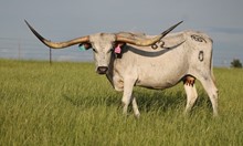 Dixie Marie SH 82/0