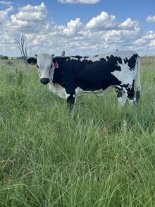 Buddy Girl Heifer