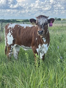Snickers Heifer