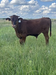 Enchantment Bull