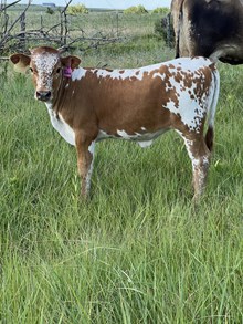 Taboo Heifer