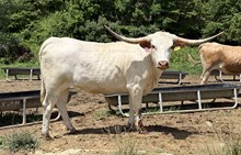 LTL Anabelle