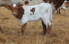 2022 Primetime Heifer