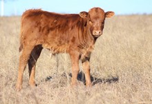 2022 Spirits Secret Bull