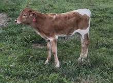 2025 Heifer (Iggy Up)