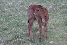 Jumee Bull Calf