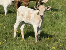 Saddle Swept heifer 