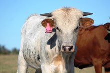 2017 Divinity Bull Calf