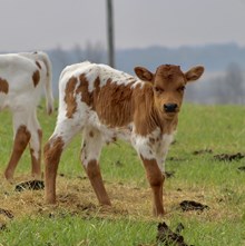 Rex’s Bull Calf