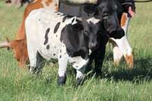 2020 Midnight Delta Bull