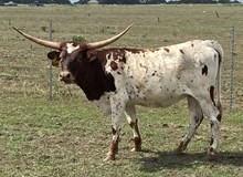 SBC 074 HEIFER