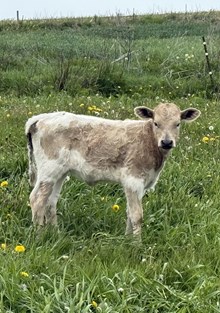 Silver Dream heifer 