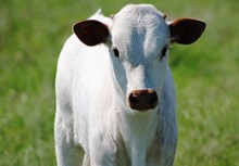 2018 Beebee Bull