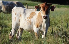 2020 Gail Heifer