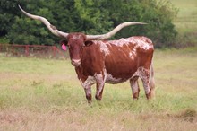 LLL GUNSMOKE'S TUZY