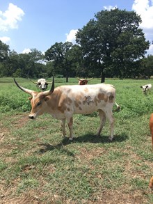 3P KINKY COWGIRL