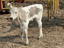 Precious Heifer 