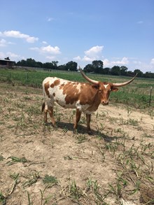 3P SAFARI COWGIRL