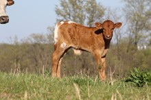 Maggie Bull Calf