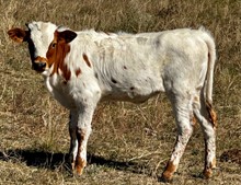 Grand Game Heifer