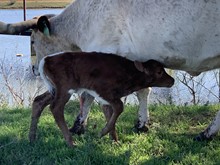 IM BULL 54/19