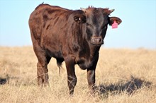 2022 Cowboy's Sweetie Bull