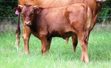 2020 Tumbling Queen Bull