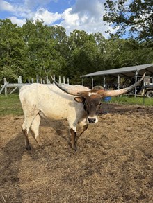 JJ ROMAN COWGIRL
