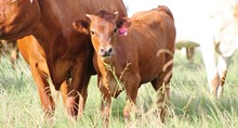 2020 Hot Sweetheart Heifer