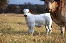2020 Kissing Beauty Heifer