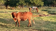 2020 Squirt Bull