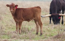 2023 Night Warrior Heifer
