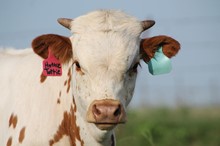 2020 Hottie Tottie Bull