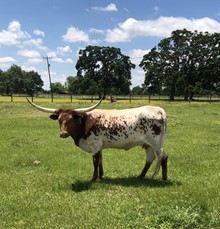 VNR Brandy Mae