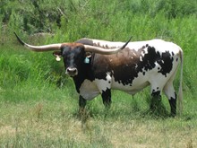 J.R. VIKING