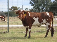 SR Hollywood's Rose 712