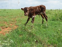 IM Bull 36/16