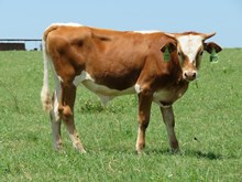 IM Steer 37/15