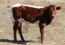 BRR Foolish Cowboy 94/6