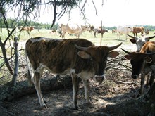 BARTLETT'S COUNTRY PRISS